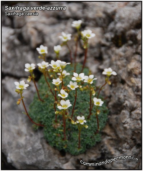 Saxifraga verde-azzurra.jpg